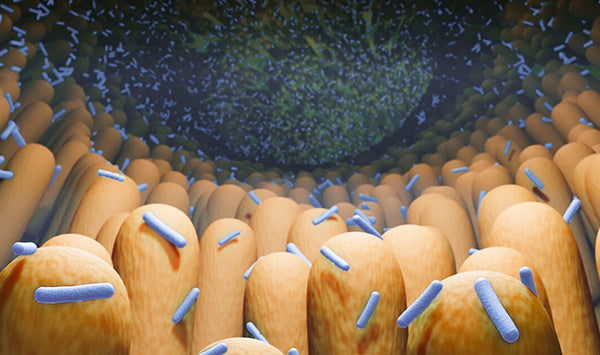 How Your Gut Microbiome Prevents the Loss of Muscle Mass
