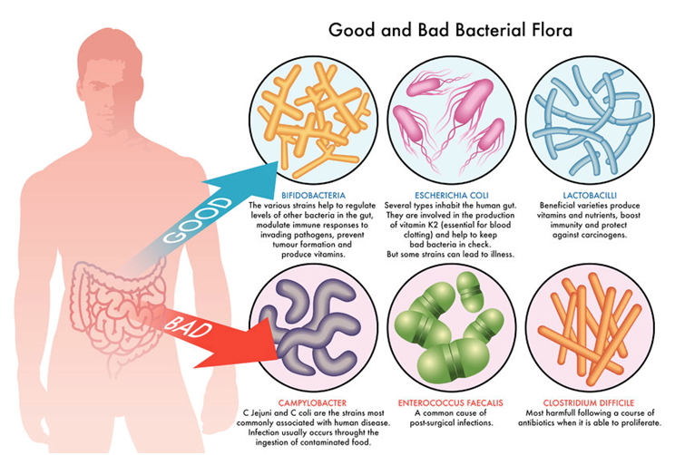 1- News | BIOM Probiotics | Sarasota | Microbiome’s health | Microbiome Diversity