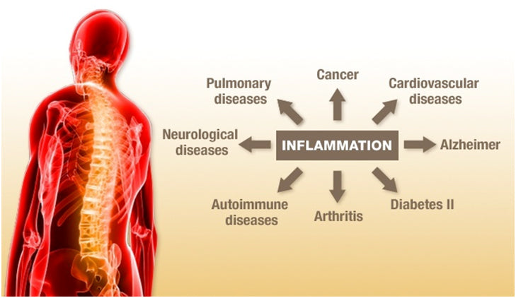 1- News | BIOM Probiotics | Sarasota | Microbiome’s health | Microbiome|human-microbiome