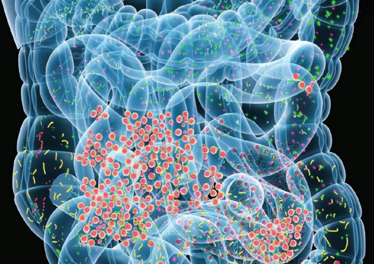 1- News | BIOM Probiotics | Sarasota | Microbiome’s health | Irritable Bowel Syndrome|