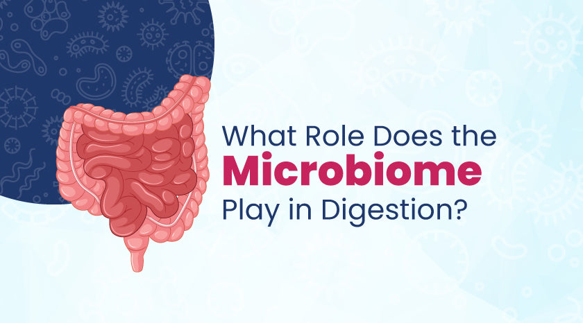 Microbiome Play in Digestion|
