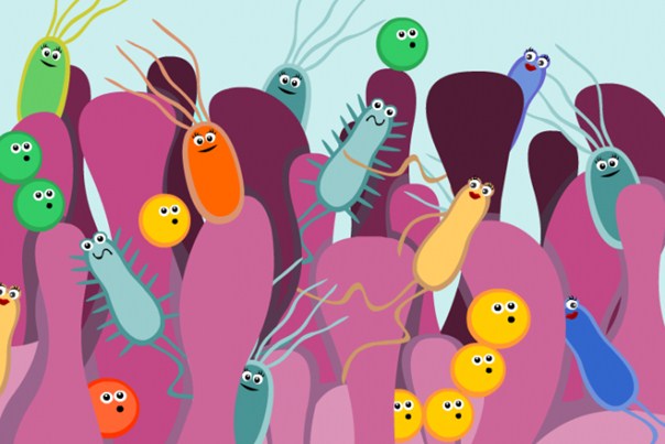 1- Diversified Gut Flora: A Key To Health And Longevity | Digestive Health