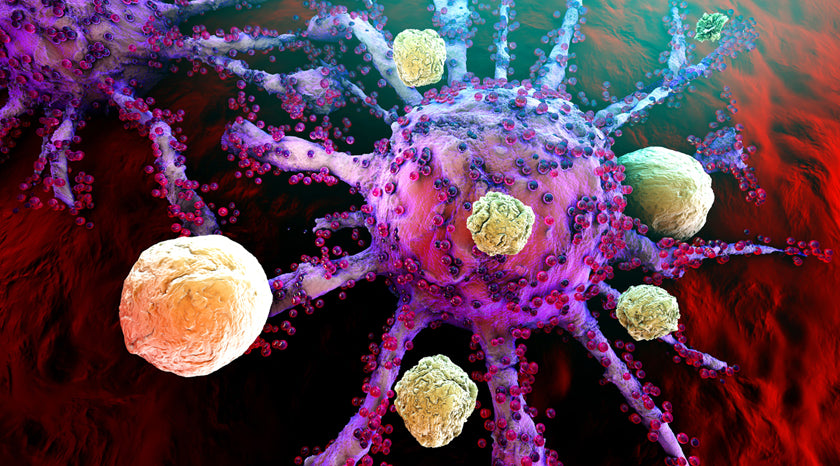 immune cells in the gut interact with the microbiome