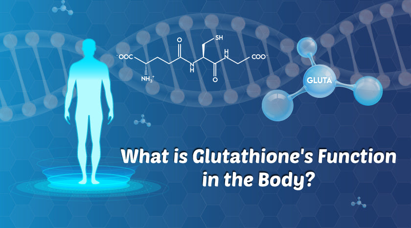 What is Glutathione's Function in the Body