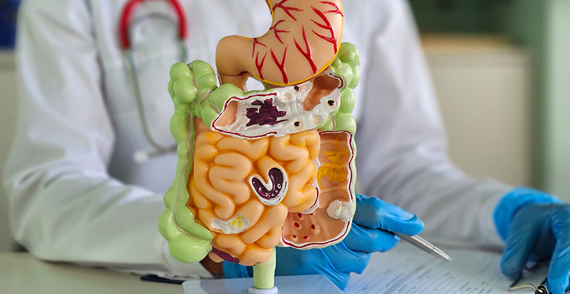 How to Improve Gut Health|How to Improve Gut Health