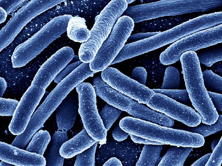 1- News | BIOM Probiotics | Sarasota | Microbiome’s health | Gut Microbiome | Gut Microbiome and dysbiosis | A Key to Health & Longevity
