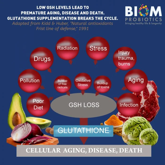 Gut Microbiome Human Health Probiotics | Biom Probiotics | Probiotics | L-Glutathione + Probiotic Suppository