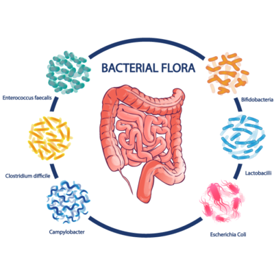 Microbiome Probiotic Supplements | Biom Probiotics