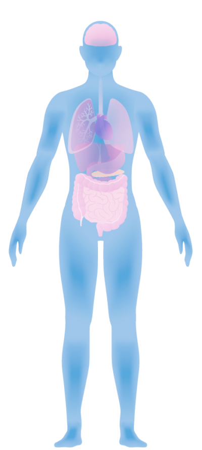 Healthy Balanced Microbiome | Human Microbiome | Biom