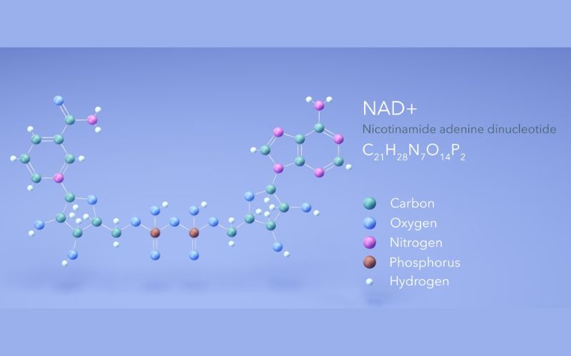 NAD+ Supplements 