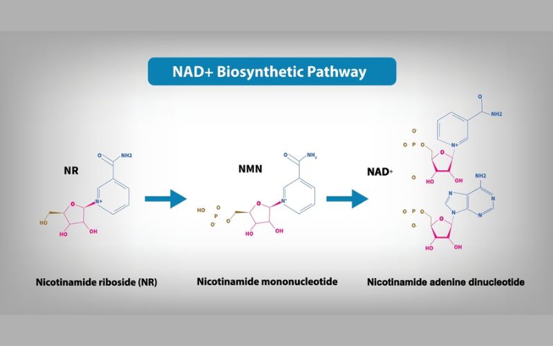 nad-vs-nmn