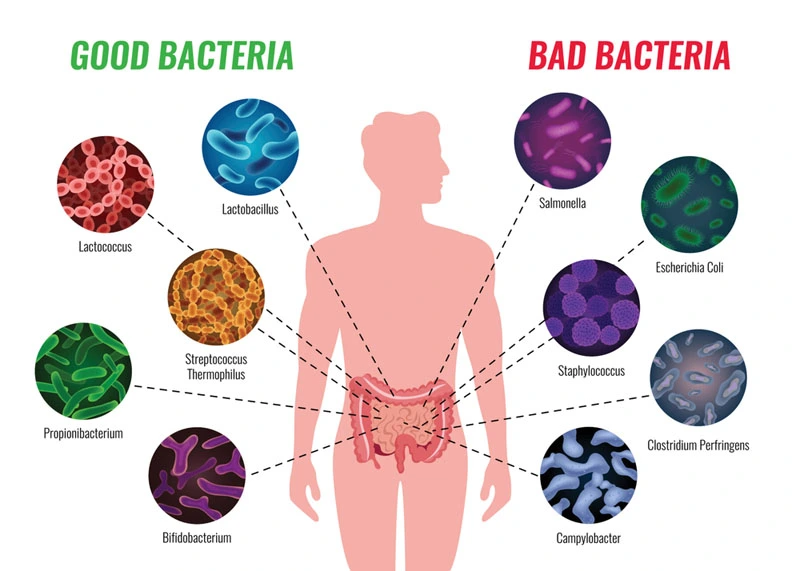 microbiome-diet