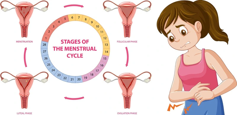 Four Phases of the Menstrual Cycle 