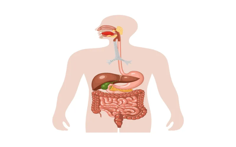 ingestion-vs-digestion