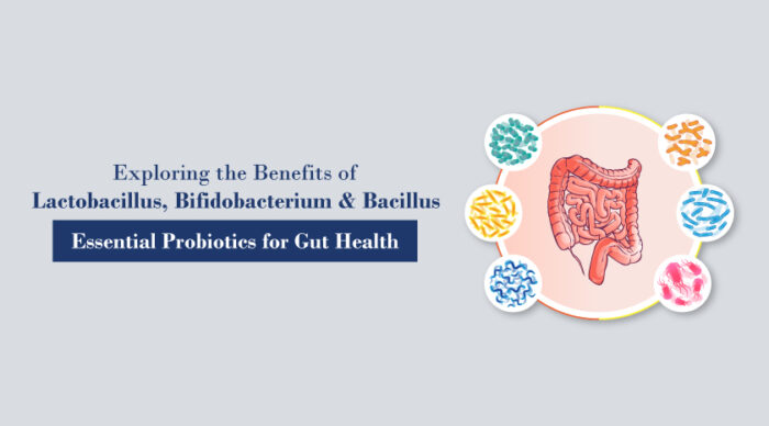 Benefits of Lactobacillus, Bifidobacterium, and Bacillus