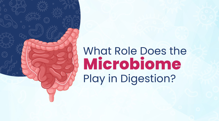 Microbiome Play in Digestion